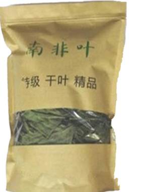 正宗马来西亚南非叶干叶茶黑面将军叶大苦茶斑鸠菊绿植南非叶树苗