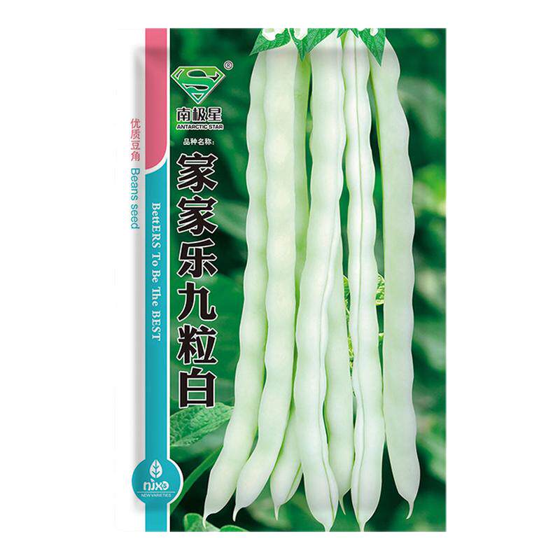摘不败白不老九粒白芸豆种子苗秧四季豆豆角种籽架豆蔬菜豆角秧苗