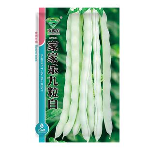 摘不败白不老九粒白芸豆种子苗秧四季豆豆角种籽架豆蔬菜孑豆角苗