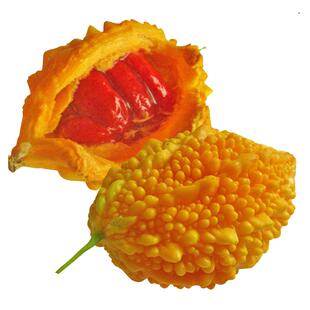 小癞瓜种子赖葡萄金铃子种籽水果苦瓜籽春季爬藤阳台盆栽四季蔬菜