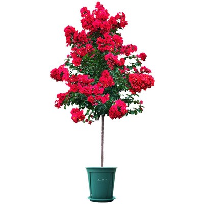 紫薇花树苗地栽庭院种植好养