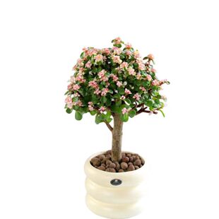 金枝玉叶棒棒糖老桩多肉办公室内桌面好养绿植花卉盆栽净化空气