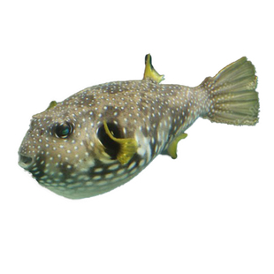 珍珠狗头鱼星点纹腹叉鼻鲀斑点海水鱼活体星斑黄金鲀木瓜牛角快递