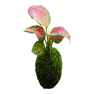 日本山野草迷你姬虎耳七变化御所车菖蒲草微型盆栽红竹观音竹米竹