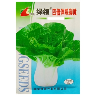 四倍体矮脚黄种子中长杆高桩梗宽白柄小白菜白茎青菜油菜种籽20克