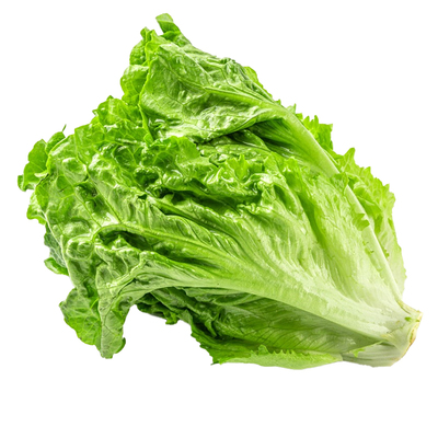 新鲜生菜现砍现发产地直发