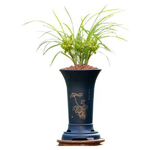 翁源兰花苗正品春兰余蝴蝶带花浓香高端好养室内桌面绿植花卉盆栽