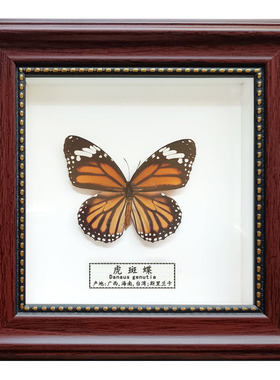 真蝴蝶标本真昆虫展翅立体挂式