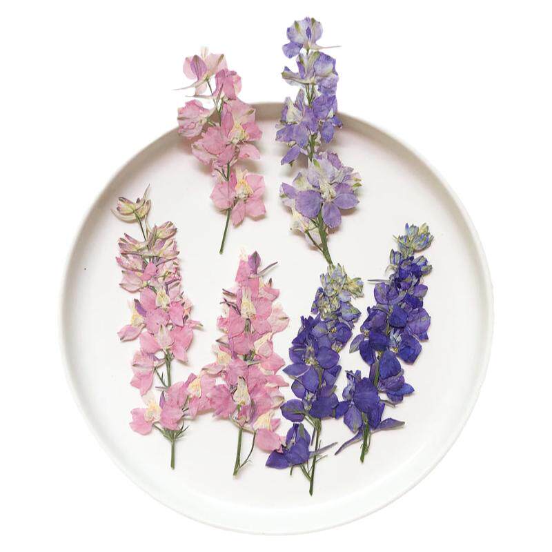 千鸟飞燕 植物标本压花 滴胶手机壳书签儿童贴画台灯装饰干花押花