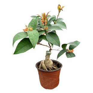 天香台阁桂花佛顶珠红花月桂四季丹桂室内盆栽花卉盆景树苗嫁接草