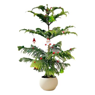 圣诞树南洋杉大型盆景