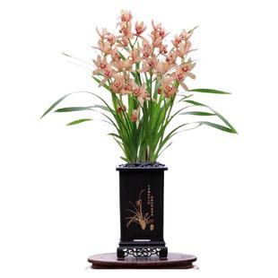 四季建兰红霞仙子大花蕙兰台北好养玫瑰仙子带花浓香华韵丹霞好养