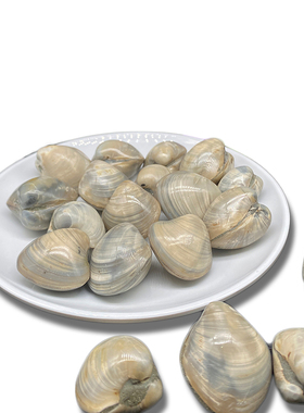 天然蛤蜊贝壳化石远古海洋生物化石标本科普教学礼物鱼缸造景