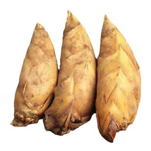 冬笋新鲜现挖现发江西宜春黄泥笋毛竹笋鲜笋竹笋自挖冬笋雷笋