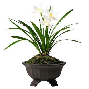 瑶池仙子兰花苗建兰浓香型名贵盆栽花卉植物兰草国兰室内客厅好养