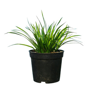 菖蒲盆景金钱蒲草名贵兰花水培高档室内盆栽茶桌植物绿植办公桌