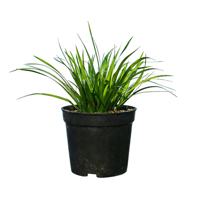 金钱菖蒲茶几办公桌趣味美观