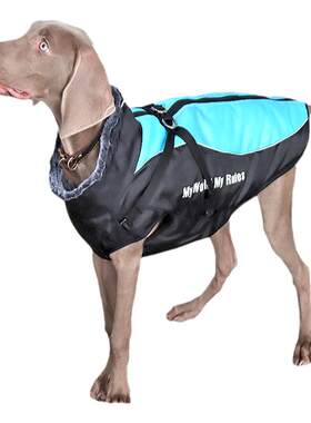 狗狗边牧拉布拉多冬款中大型犬