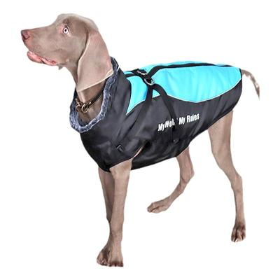 狗狗边牧拉布拉多冬款中大型犬