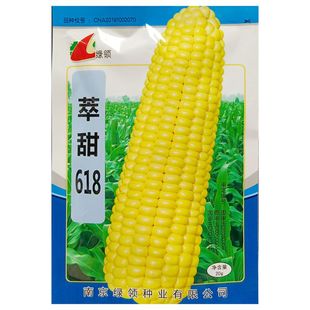 绿领萃甜618玉米种子大棒子杂交水果型鲜食黄粒甜脆苞谷种籽20克