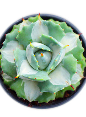 黄中斑多肉植物王妃雷神自然锦