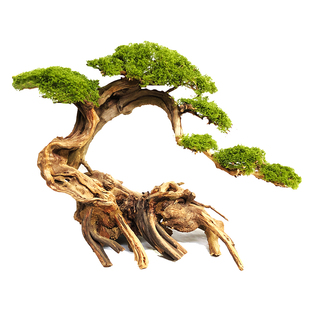 莫斯树造景懒人鱼缸造景鱼缸生命之树水草沉木杜鹃根入缸一木成景