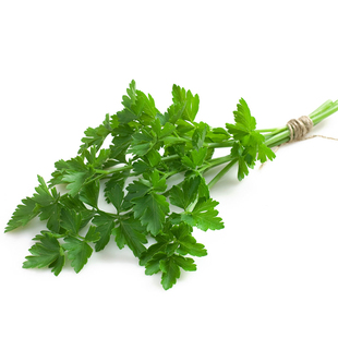 欧芹新鲜意大利番西香料菜500g新鲜蔬菜调味料西餐厅用品香菜