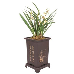 高宅兰花小桃红带盆发货带底托建兰四季兰浓香 金边好养花卉绿植