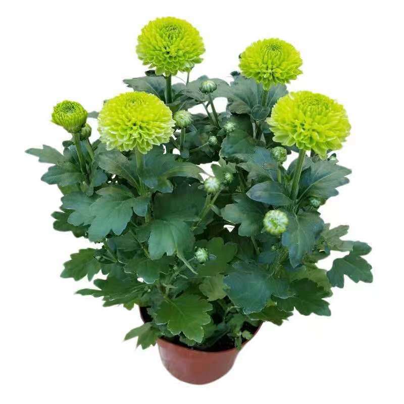 大花菊花盆栽带花苞秋菊苗耐寒室菊花类