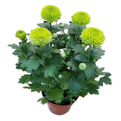 大花菊花盆栽带花苞秋菊苗耐寒室内外庭院种植花卉九月菊国华菊花
