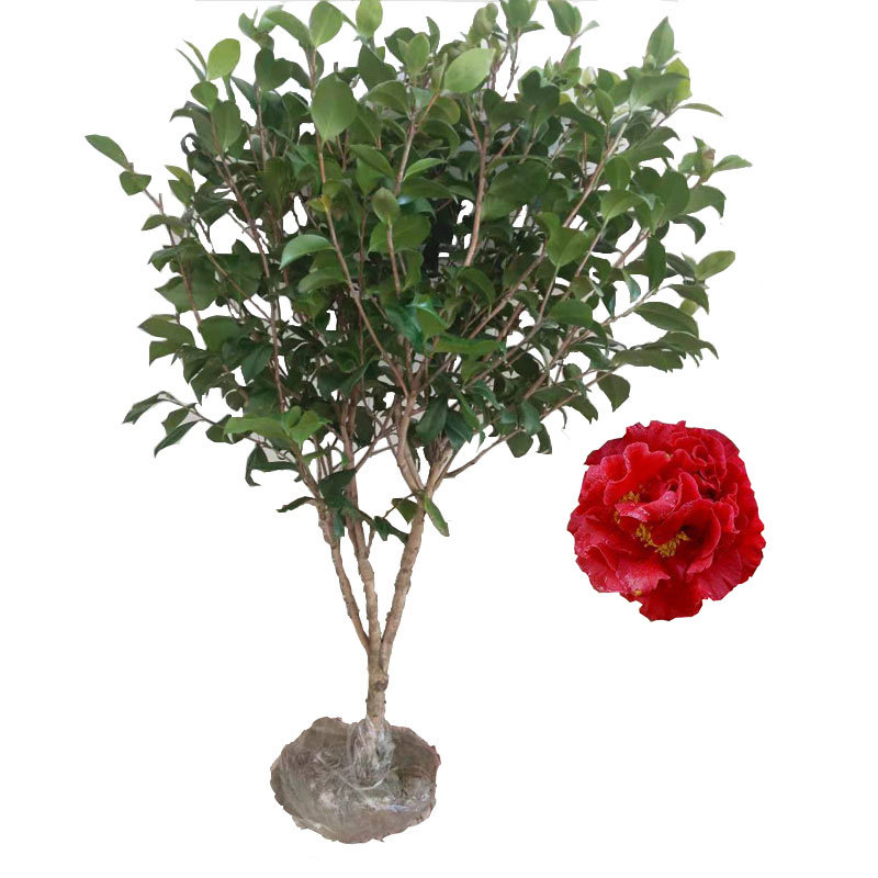 绿植四季常青茶花树苗五色赤丹