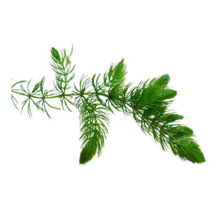 新手鱼缸专用水草金鱼藻耐低温制氧水培植物蜈蚣草绿菊淡水后景草