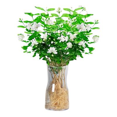 茉莉花水培植物盆栽带花苞办公室内桌面好养懒人鲜花绿植水养花卉