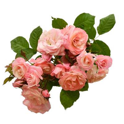 樱霞藤本月季花大苗爬藤花卉