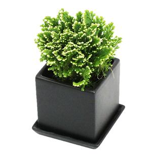 花与花器 卷柏 荧光珊瑚蕨类耐阴耐旱花卉植物微型盆景水培盆栽