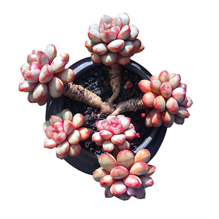 葡萄稀有多头一物一拍好养好度夏老桩精养暗纹多肉植物盆栽向阳派