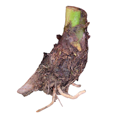 广西荔浦芋头香芋种植苗成活率高