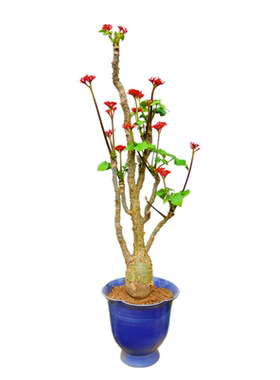 佛肚海棠多肉老桩庭院植物勤开花造型室外好养耐热侘寂风植物花园
