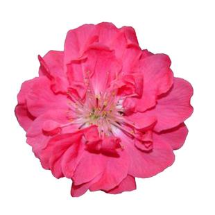 重瓣寿星桃花盆栽碧桃老桩盆景室内外地栽客厅观赏桃花耐寒