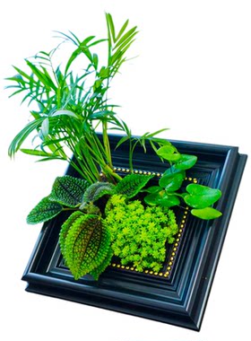 绿植相框DIY镶嵌相框礼物