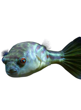 淡水河豚毛毛狗头活体斑马