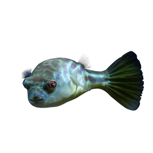 斑马狗头河豚鱼斑狗头鱼苗热带鱼观赏鱼淡水河豚凶猛鱼苗活体包邮