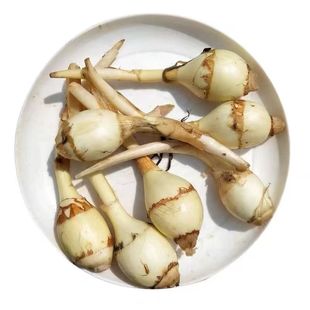 云南现挖新鲜白色大茨菇马蹄菇农家自种粉糯茨菰燕尾慈菰当季蔬菜