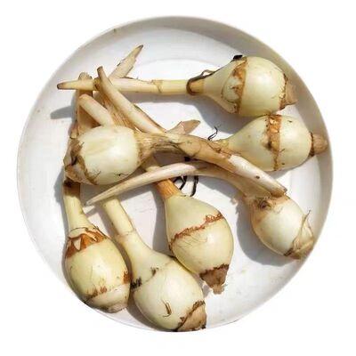 农家自种白色大茨菇现挖新鲜