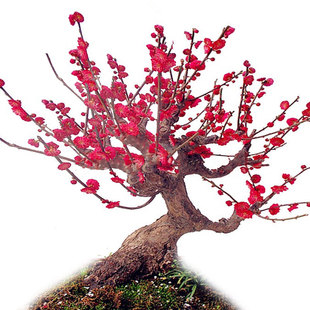 老王苗木 红梅盆景原生老桩梅花盆栽腊梅树苗耐寒植物盆景年宵花