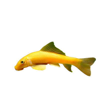 金苔鼠清缸除藻淡水热带观赏鱼清道夫鼠鱼清洁活体清理残渣工具鱼