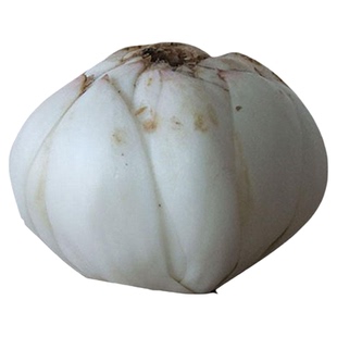 陆运甘肃金德新鲜正宗兰州特产食用甜百合小皇每袋125克