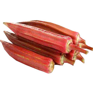 蟋蟀红秋葵种子四季播保健蔬菜种籽盆栽阳台专用春季秋种孑禾之元