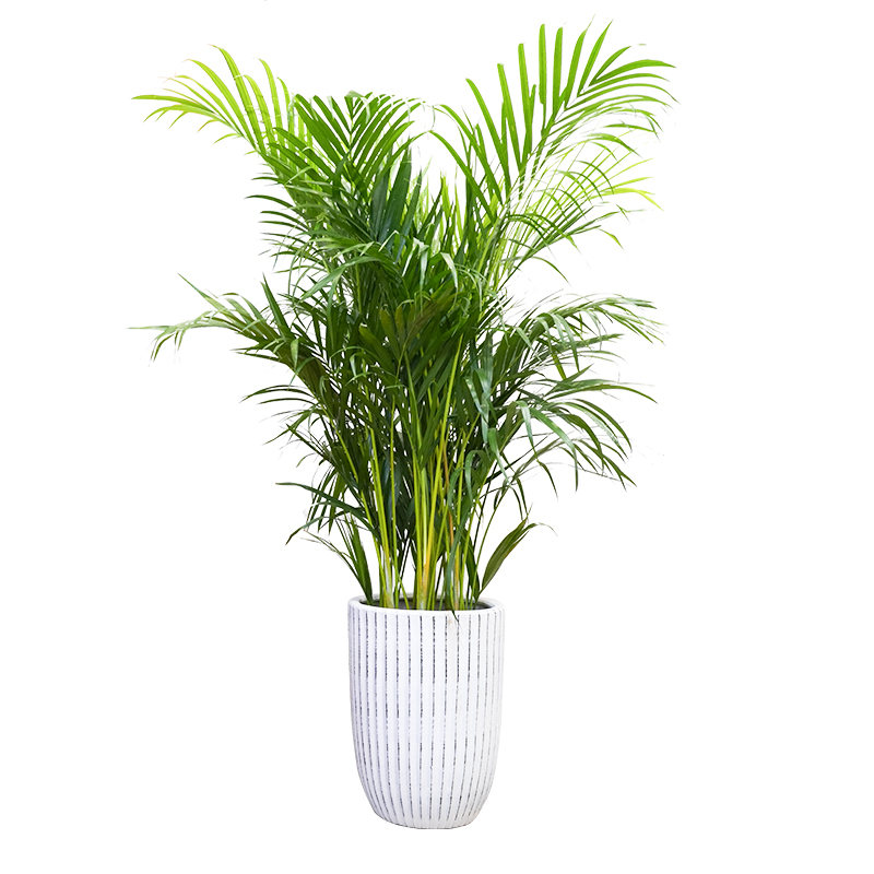 散尾葵植物盆栽客厅凤尾竹室内大型绿植办公室好养净化空气除甲醛