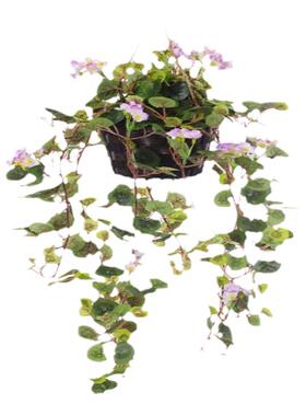 北京冰箱吊篮花艺玫瑰绢花垂吊花